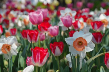 Ottawa Lale Festivali 'nde parlak bir bahar günü Ottawa, Ontario, Kanada' daki Komisyon Üyesi Park 'ta güzel desenli beyaz, pembe ve kırmızı lalelerin hoş çeşitleri