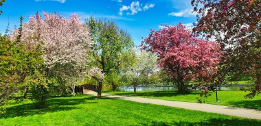 Dominion Botanik Bahçeleri, Ottawa, Ontario, Kanada 'da ilkbahar boyunca yeşil ve beyaz çiçekli yaban elması ağaçları, taze yeşil çimenler ve nehir boyunca mavi gökyüzü manzarası