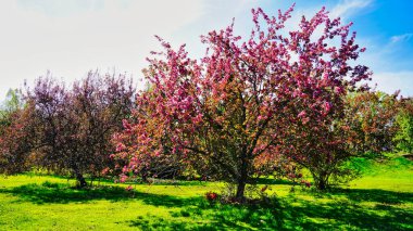 Dominion Botanik Bahçeleri, Ottawa, Ontario, Kanada 'da taze yeşil çimenler ve parlak gökyüzü ile çiçek açmış pembe Crabapple çiçeklerinin resimli bahar manzarası