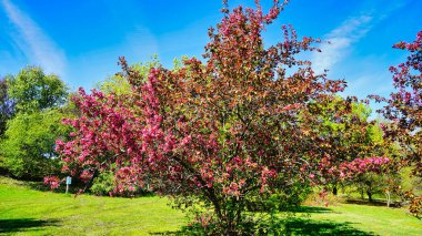 Çiçek açmış güzel pembe yengeç çiçekleri bahar zamanı Dominion Botanik Bahçeleri 'nde taze yeşil çimenler ve mavi gökyüzü, Ottawa, Ontario, Kanada