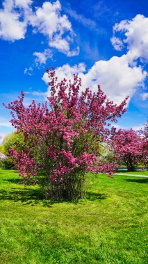 Parlak mavi gökyüzüne ve Dominion Botanik Bahçeleri, Ottawa, Ontario, Kanada 'da taze yeşil çimenlere karşı yoğun pembe çiçekli yaban elması çiçekleri.