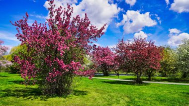 Güzel pembe çiçekli genç yaban elması ağaçları baharın gelişini müjdeliyor Dominion Botanik Bahçeleri, Ottawa, Ontario, Kanada