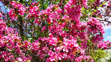 İlkbaharda Ottawa, Ontario, Kanada 'daki Dominion Botanik Bahçeleri' nde bol bol pembe yaban elması çiçeği yeşertmiş.