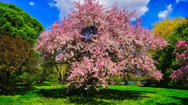 Pastel pembe çiçekli yaban elması çiçekleri açık mavi gökyüzü ve taze yeşil çimlere karşı Dominion Botanik Bahçeleri, Ottawa, Ontario, Kanada