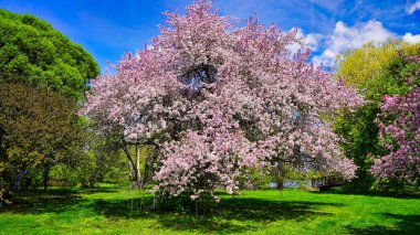Pastel pembe çiçekli yaban elması çiçekleri açık mavi gökyüzü ve taze yeşil çimlere karşı Dominion Botanik Bahçeleri, Ottawa, Ontario, Kanada