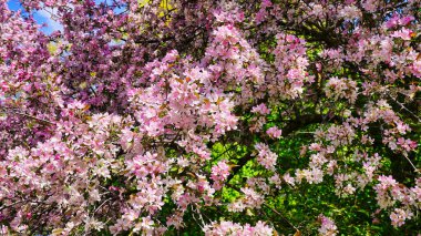 Dominion Botanik Bahçeleri, Ottawa, Ontario, Kanada 'da bir resimli kartpostal sahnesinde güzel yengeç çiçeklerinin güzel pastel pembe çiçekleri.
