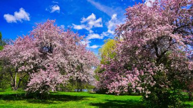 Çiçek açmış güzel pembe yengeç çiçekleri bahar zamanı Dominion Botanik Bahçeleri 'nde taze yeşil çimenler ve mavi gökyüzü, Ottawa, Ontario, Kanada