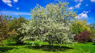 Beyaz yengeç çiçekleri ilkbaharda Dominion Botanik Bahçeleri, Ottawa, Ontario, Kanada 'da açık mavi gökyüzünün altında güzel bir manzaradır.