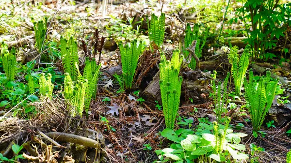 Parlak yeşil Matteuccia struthiopteris, Fiddlehead Fern aynı zamanda baharın başlarında Dominion Botanik Bahçeleri, Ottawa, Ontario, Kanada 'da Fletcher Vahşi Yaşam Bahçesi' nde Ostrich Fern olarak da bilinir.
