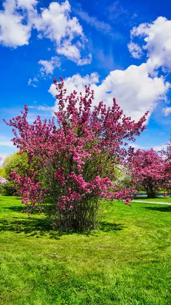 Parlak mavi gökyüzüne ve Dominion Botanik Bahçeleri, Ottawa, Ontario, Kanada 'da taze yeşil çimenlere karşı yoğun pembe çiçekli yaban elması çiçekleri.