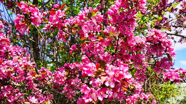 İlkbaharda Ottawa, Ontario, Kanada 'daki Dominion Botanik Bahçeleri' nde bol bol pembe yaban elması çiçeği yeşertmiş.