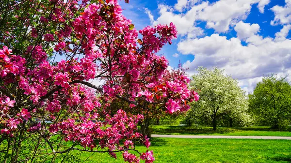 Muhteşem pembe yengeç çiçekleri bahar havasını parfümlüyor Dominion Botanik Bahçeleri, Ottawa, Ontario, Kanada 'da açık mavi gökyüzü ile