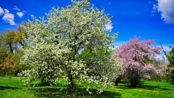 Beyaz ve pastel pembe yaban elması çiçekleri Dominion Botanik Bahçeleri, Ottawa, Ontario, Kanada 'da bir resim kartpostal sahnesi sunar.