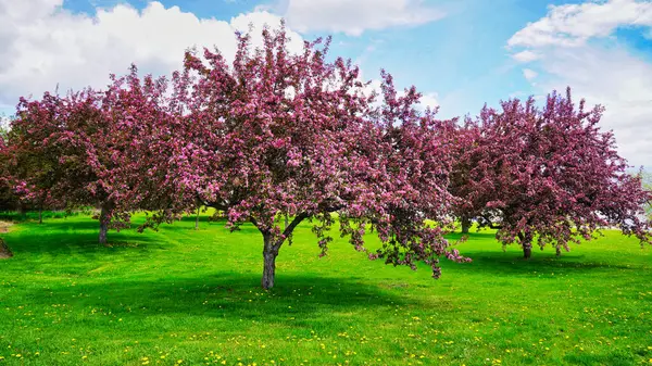 Güzel pembe çiçekleri ve taze yeşil otları olan genç yaban elmaları koruluğu ilkbaharın Dominion Botanik Bahçeleri, Ottawa, Ontario, Kanada