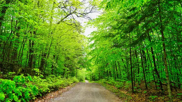Gatineau Park, Quebec, Kanada 'da yaz boyunca sessiz bir yürüyüş yolu boyunca karanlık ve sevimli yeşil ormanlar