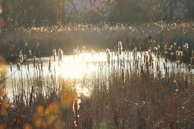 Akşam güneşi Dows Gölü 'ndeki pervazların üzerinde altın bir alev ve Dominion Botanik Bahçeleri' nde bahar batarken Ottawa, Ontario, Kanada