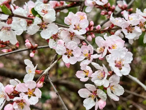 Dominion Botanik Bahçeleri, Ottawa, Ontario, Kanada 'da bahar aylarında çiçek açan Pastel Pembe Kiraz Çiçekleri