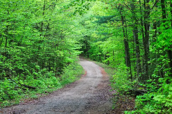 Kanada 'nın Quebec kentindeki Gatineau parkının içindeki Philippe Gölü yakınlarındaki yoğun yaprak döken ormanlar boyunca oldukça dolambaçlı yollar.