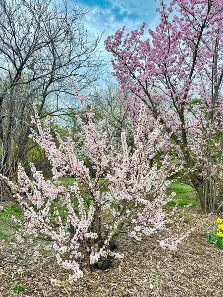 Bahar mevsiminde Dominion Botanik Bahçeleri, Ottawa, Ontario, Kanada 'nın girişindeki genç kiraz çiçeklerinin açık pembe renkleri.