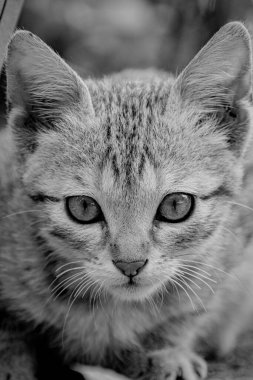 Büyüleyici kedi mistiği: büyüleyici gözleri ve sarsılmaz bakışları olan büyüleyici bir kedi, otururken dikkatinizi çeker ve sizi merakın ve merakın dünyasına çağırır..