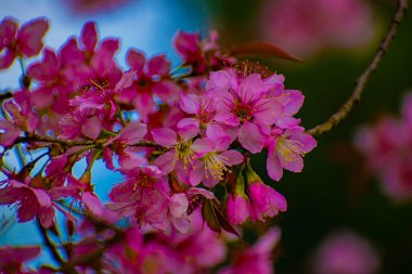 124 no 'lu ağaçta bahar çiçekleri; 124lük güzel pembe çiçekler; 