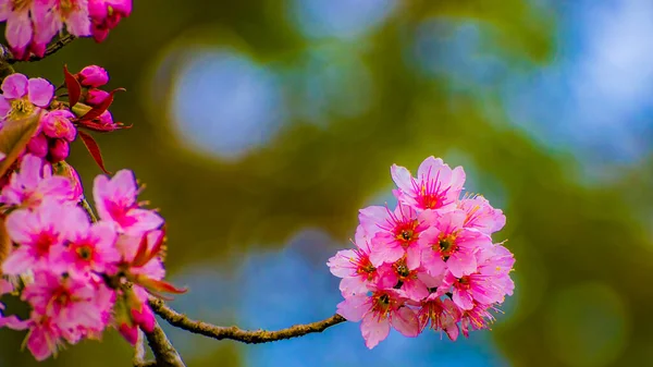 Spring Flowers Tree Beautiful Pink Flowers — Stock Photo, Image