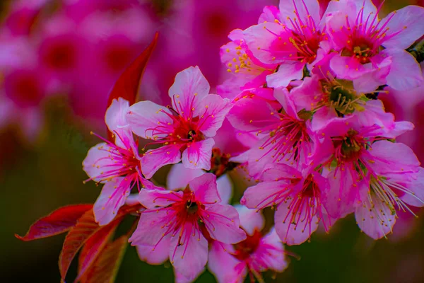 Tavaszi Virágok Egy Fán Gyönyörű Rózsaszín Virágok — Stock Fotó