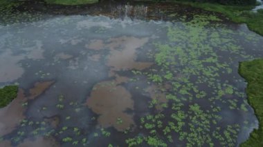 Brezilya 'da korunan bir parkta temiz su bulunan bir gölün 4K hava görüntüsü