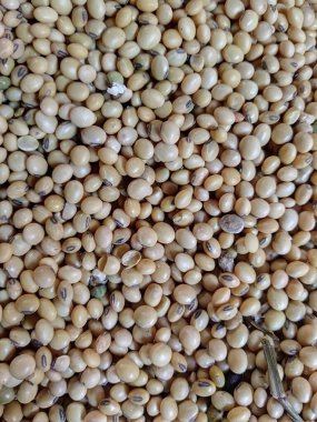 Soya fasulyesi taneleriyle dolu bir arka plan. Tam dolu soya fasulyesi arkaplanı 
