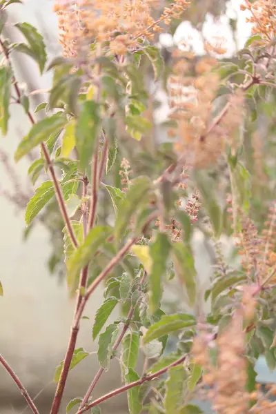 Tulsi bitkisinin yapraklarını ve tohumlarını kapatın. Ocimum tenuiflorum yaygın olarak kutsal fesleğen ya da tulsi olarak bilinir.