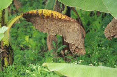 Close up of spoiled or dried banana leave.