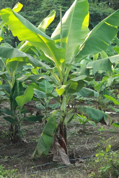 Close up of young banana tree texture. Indian banana plantation agriculture farm background