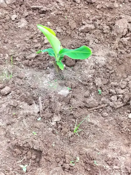 stock image Close up of young or small plants tree in field. Single banana young plant 