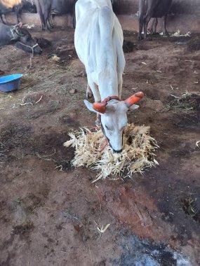 Kızılderili cinsi beyaz boğa bahçede kuru mısır kabuğu yiyor. Hint mandırası. Beyaz boğa