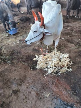 Boğa kuru mısır kabuğu yiyor. Bahçedeki kuru mısır kabuklarını besleyen beyaz boğa.