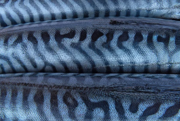 Rauwe Komkommervis Van Dichtbij Atlantische Makreel Scombrus Vis Zeevruchten — Stockfoto