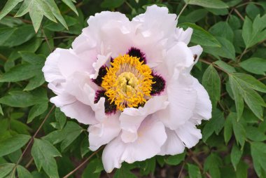 Parlak beyaz şakayık ağacı çiçeği. Çiçekler ve bitkiler