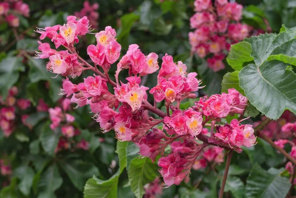Roze Bloemen Kaars Van Bloeiende Kastanje Bloemen Planten — Stockfoto