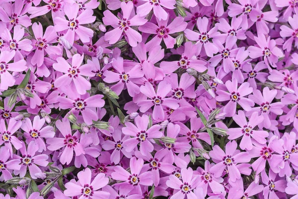 stock image Small purple phlox flowers. Natural backgrounds and textures