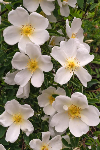 White flowers of a wild rose or dog-rose. Rose hips blooms. Flowers and plants