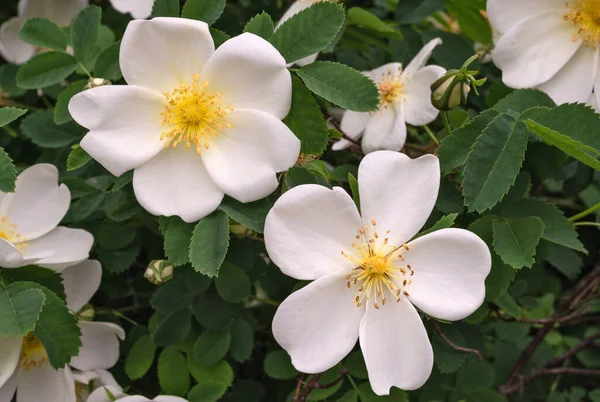 White flowers of a wild rose. Rose hips blooms. Flowers and plants