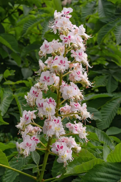 Белые Цветы Свечи Цветущего Конского Каштана Цветы Растения — стоковое фото
