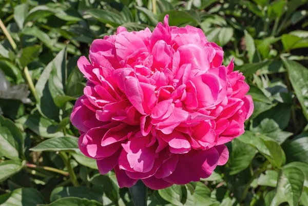 stock image Light pink peony flower on a green leaves background. Flowers and plants