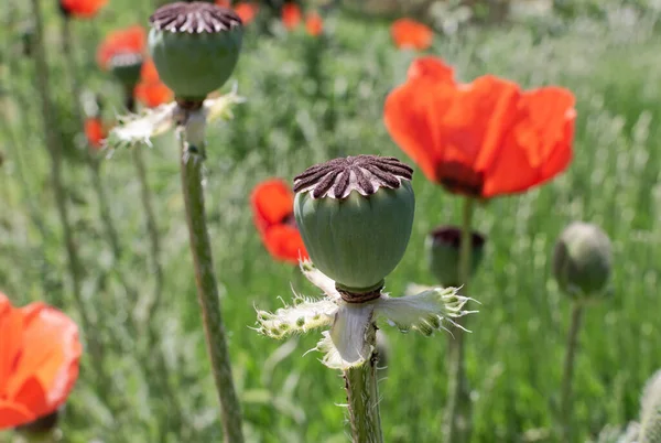 Roter Mohn Und Unreifer Mohnkopf Blumen Und Pflanzen — Stockfoto
