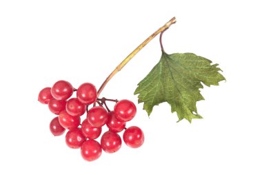 Beyaz yüzeyde Viburnum meyveleri veya böğürtlenleri. Meyveler ve meyveler