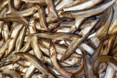 Küçük tuzlu su kapelinli balık. Balık ve deniz ürünleri