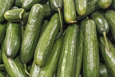 Mertus 'un serada yetiştirdiği meyveli salatalıklar. Yeşil sebze