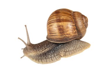 Beyaz yüzeyde büyük bir salyangoz. Hayvanlar ve böcekler. Vahşi yaşam