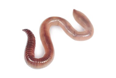 Beyaz arka planda balık tutmak için bir solucan. Hayvanlar ve böcekler.