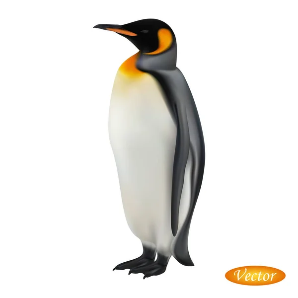 Pinguim Rei Isolado Sobre Fundo Branco Aptenodytes Patagonicus Realista Ilustração — Vetor de Stock